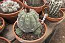 MATUCANA MADISONIORUM.jpg